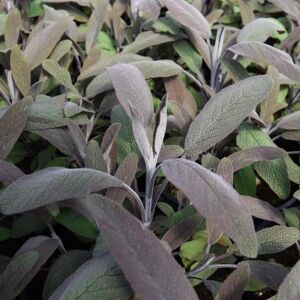 Salvia officinalis 'Purpurascens' ---